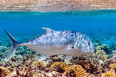 Giant trevally (Caranx ignobilis) .
